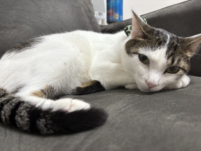 寝転がるベンツちゃん