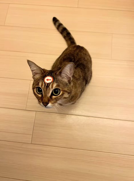 おでこに矢印シールをつけて見上げる猫