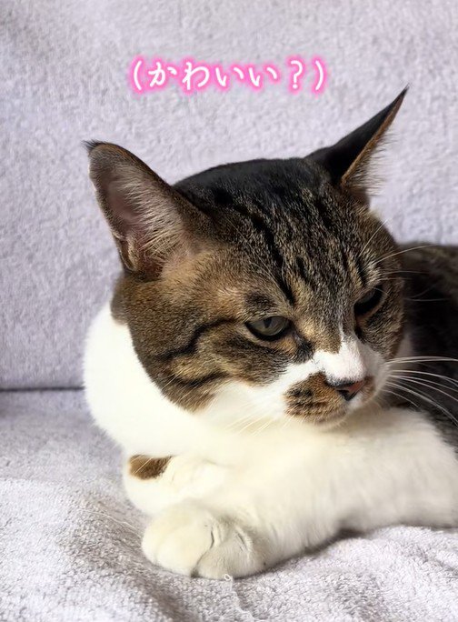 そっぽを向く猫