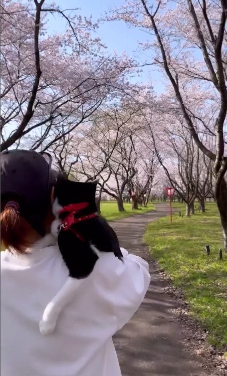 桜並木を歩く飼い主さんと抱かれる猫