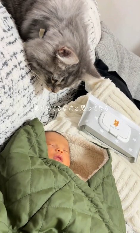 ソファの上から赤ちゃんに近づく猫