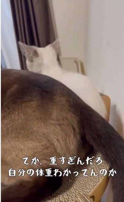 子猫の上に乗っている大人の猫