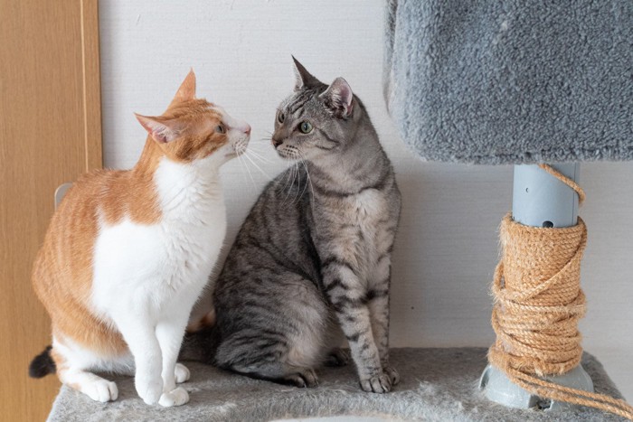 キャットタワーでくつろぐ猫