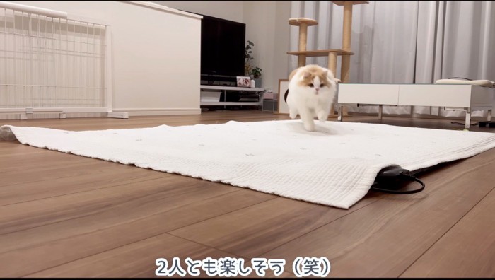 飼い主の方へ向かって走って行く猫