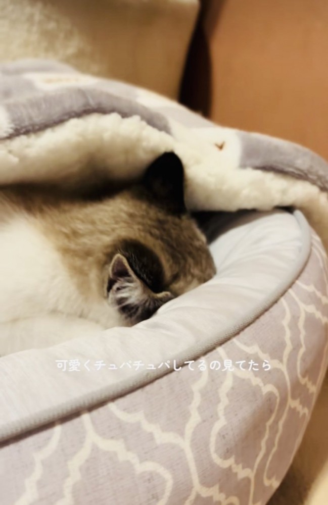 毛布を吸う子猫