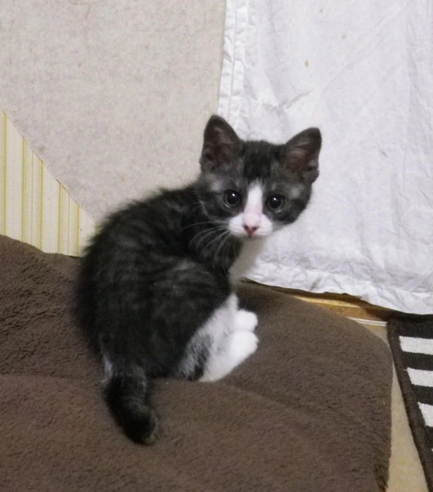 子猫時代のつなちゃん