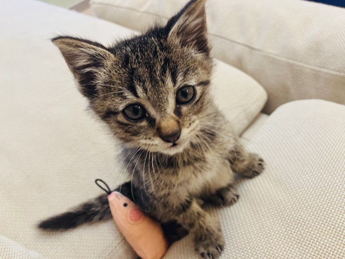 ベッドに座る子猫