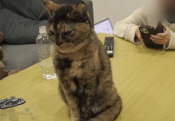 机の上に座る猫