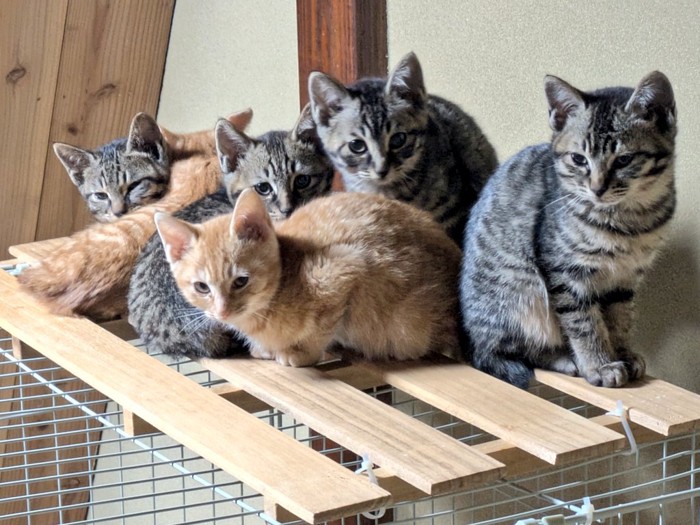 すのこの上にいる6匹の子猫たち