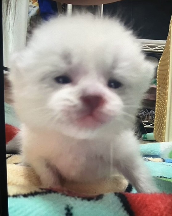 タオルの上の子猫