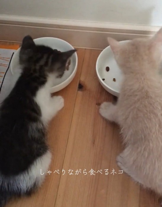 喋り続ける2匹の猫
