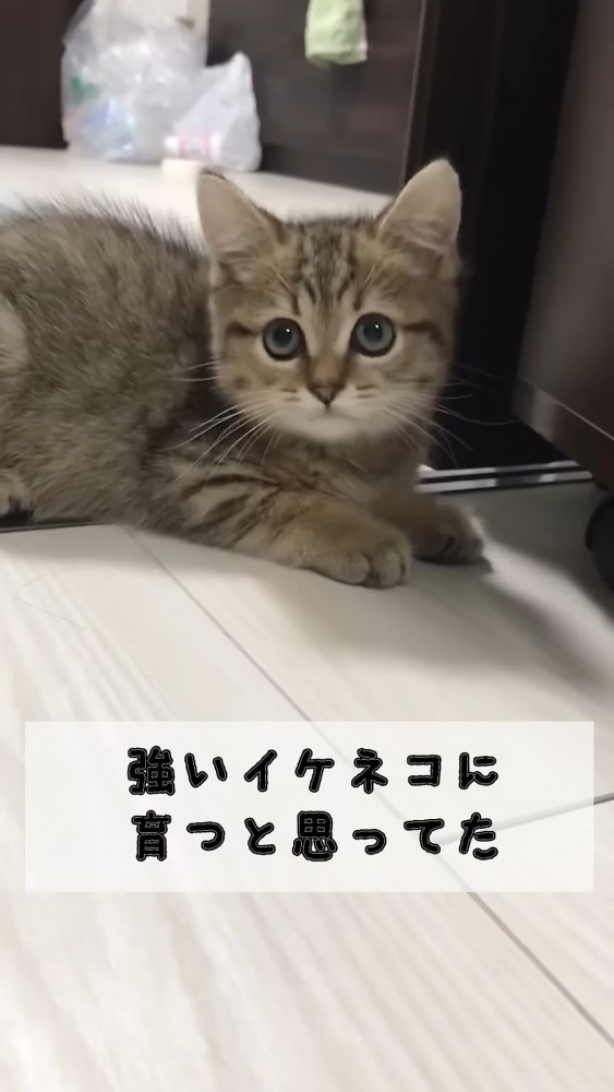 見上げる子猫