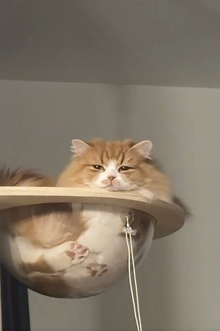 クリアボウルに入る猫