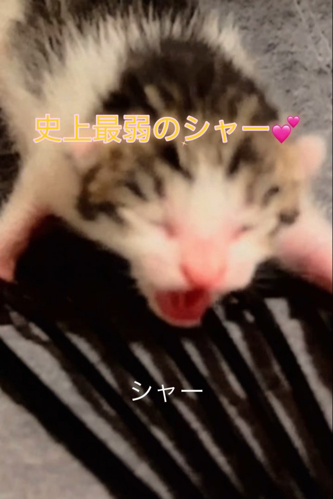 口だけ開けて威嚇する子猫