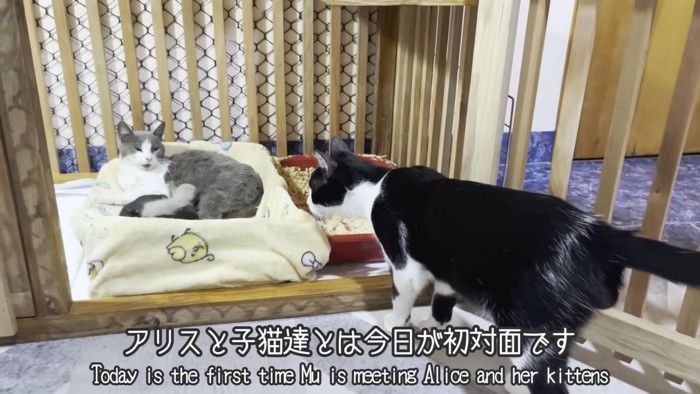 テロップ「アリスと子猫達とは~」