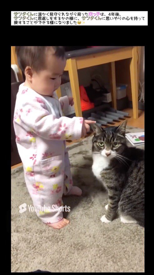猫の耳を指先で触る赤ちゃんと、飼い主の方を向く猫
