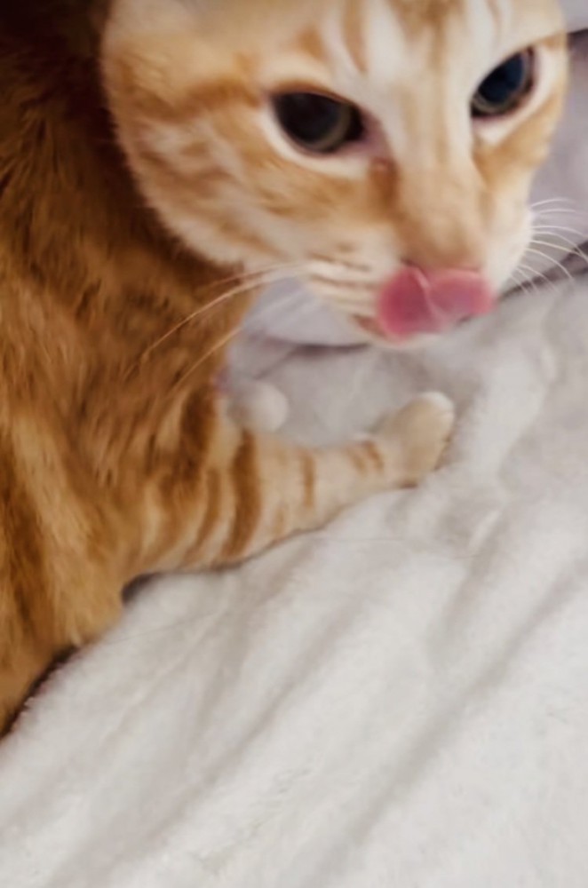 寝起きの茶トラ猫