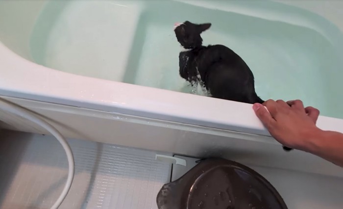 浴槽に入る猫