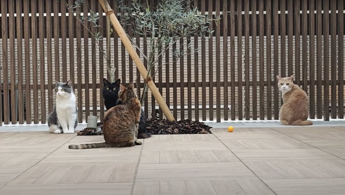 4匹の猫がテラスで大集合