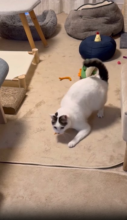 おもちゃで遊ぶ猫