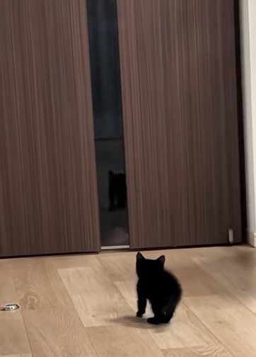 立ち上がった子猫