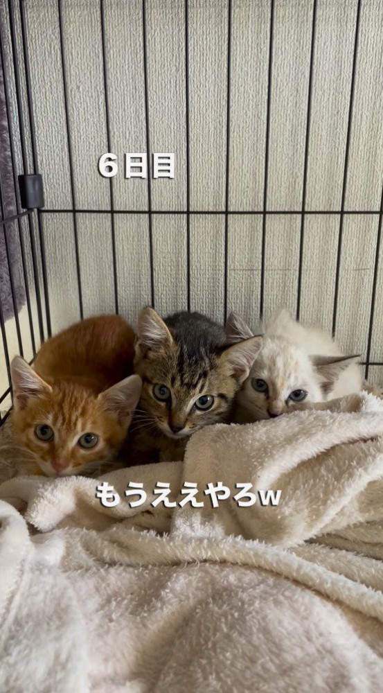 警戒した様子でカメラを見つめる子猫たち