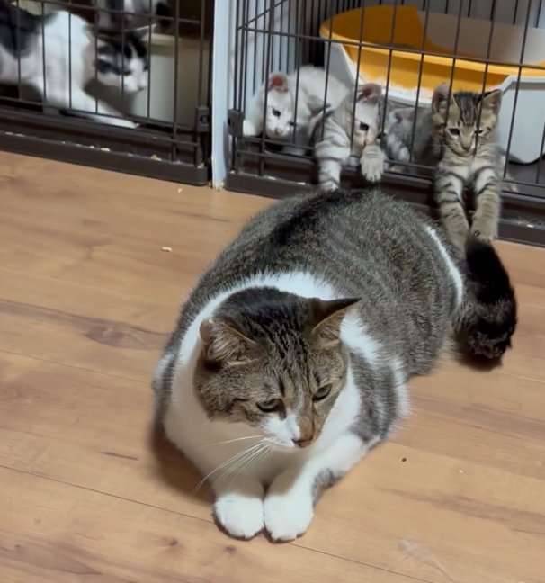 しっぽを右に動かすぴえんくん