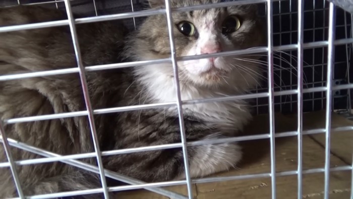 捕獲器の中にいる猫