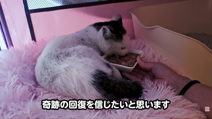 テロップ「奇跡の回復を~」