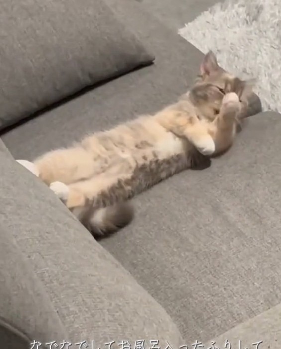 毛づくろいする猫