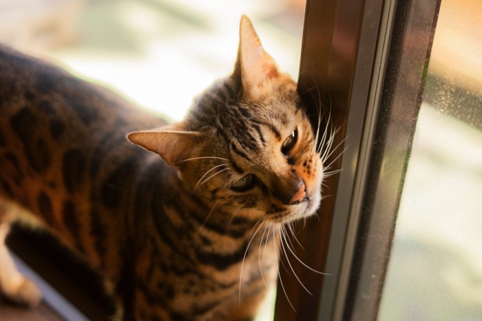 窓枠に体をこすりつける猫