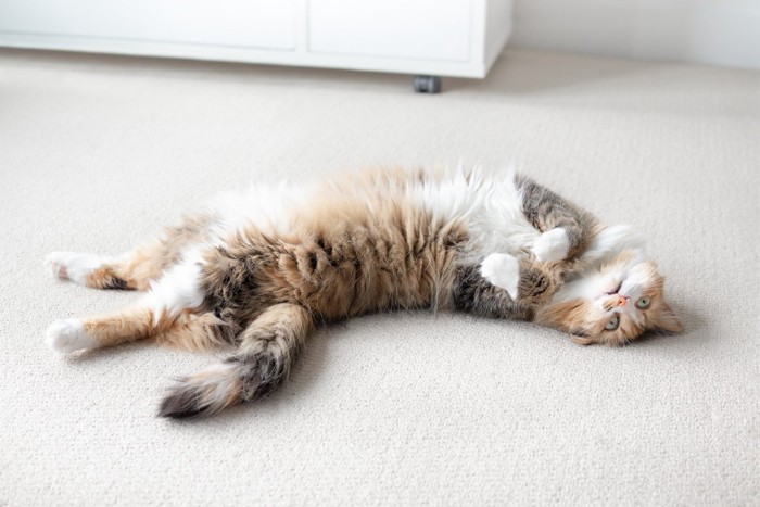 カーペットの上でゴロゴロしている猫