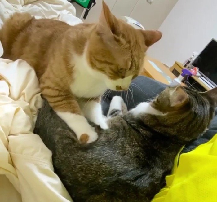 添い寝をしている2匹の猫たち