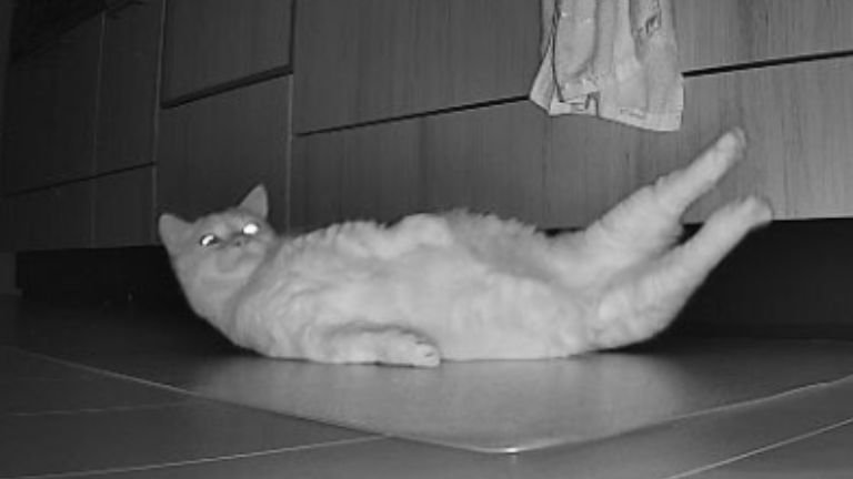 ペットカメラに映る猫