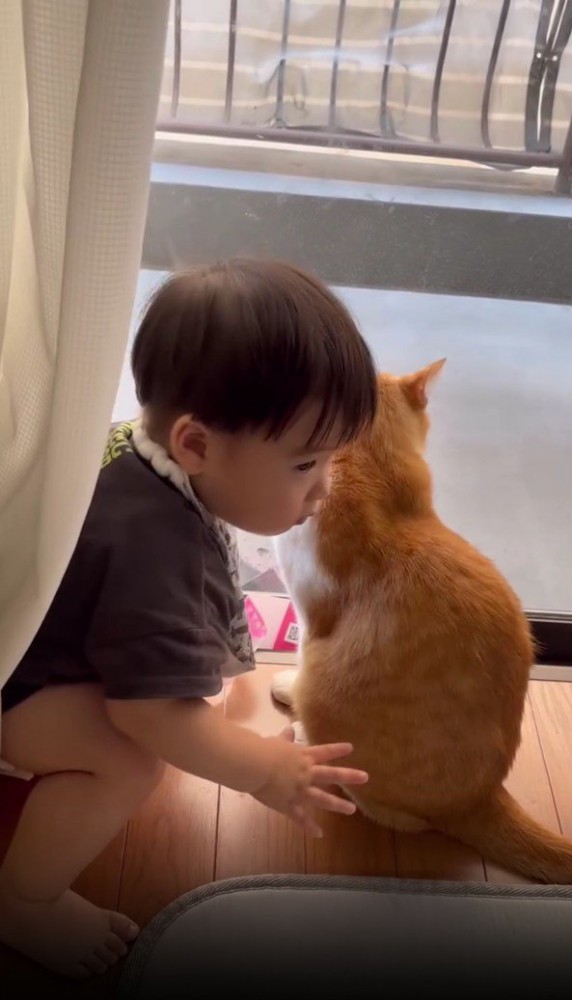 猫に顔を近づける赤ちゃん