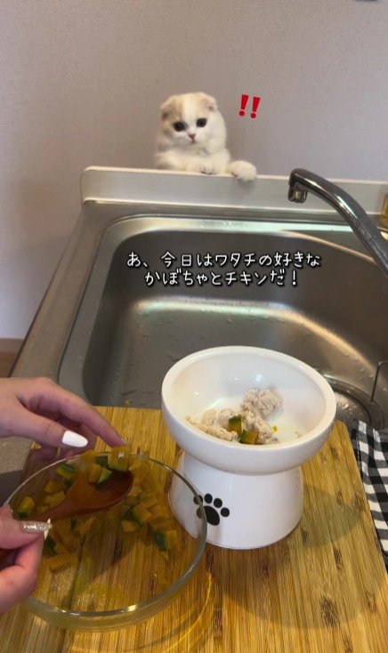 食事作りを見守る猫