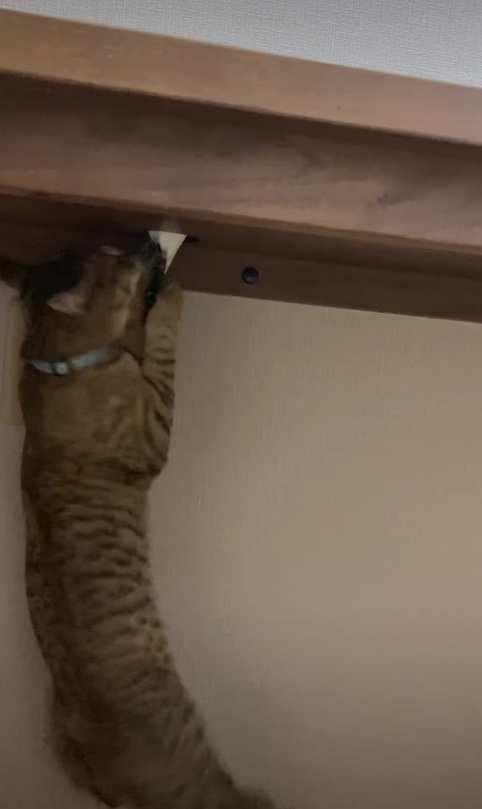 引っ張る猫