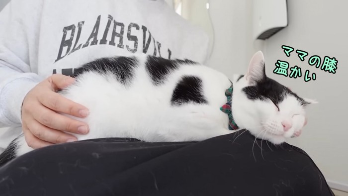 人の膝の上に乗る猫