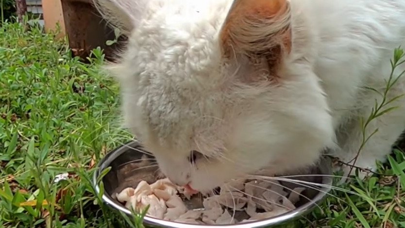 ごはんを食べるシロちゃん