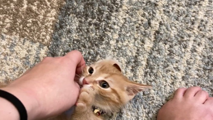 もちくんをなでなで