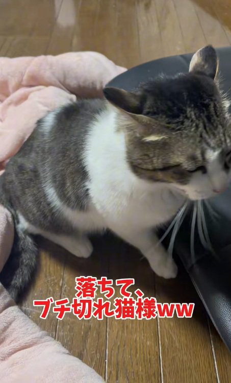 イカ耳になっている座っている猫