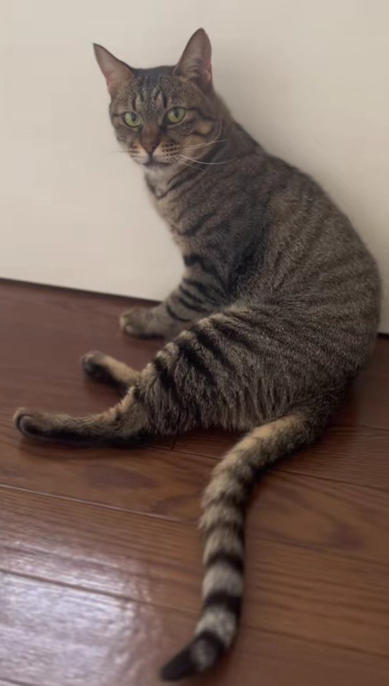 床に座っている猫