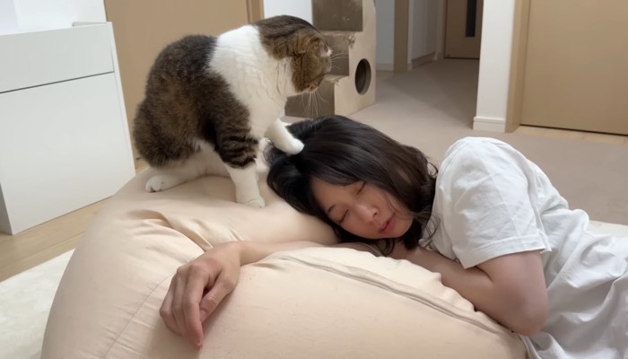 人の頭を触る猫