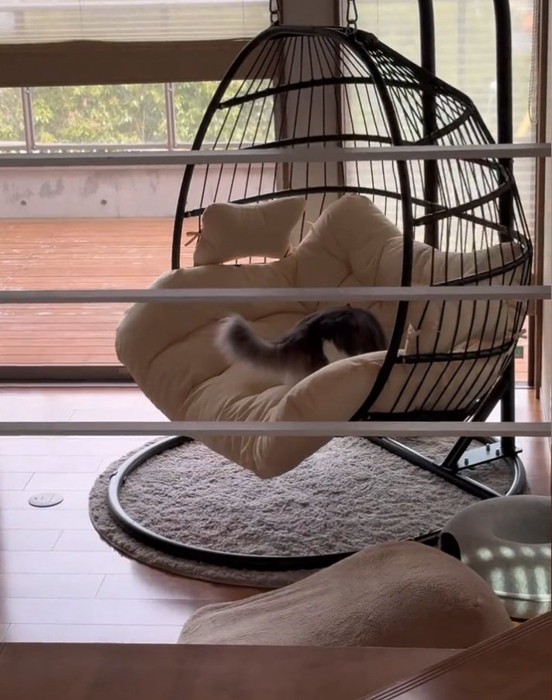 チェアに乗る猫