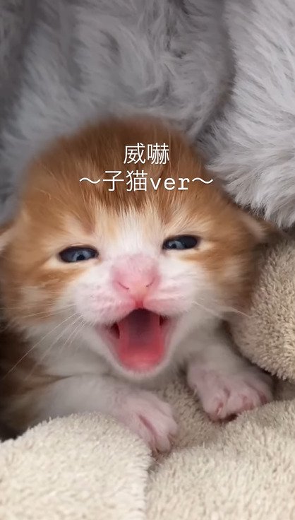 大きく口を開けて威嚇するむぎくん