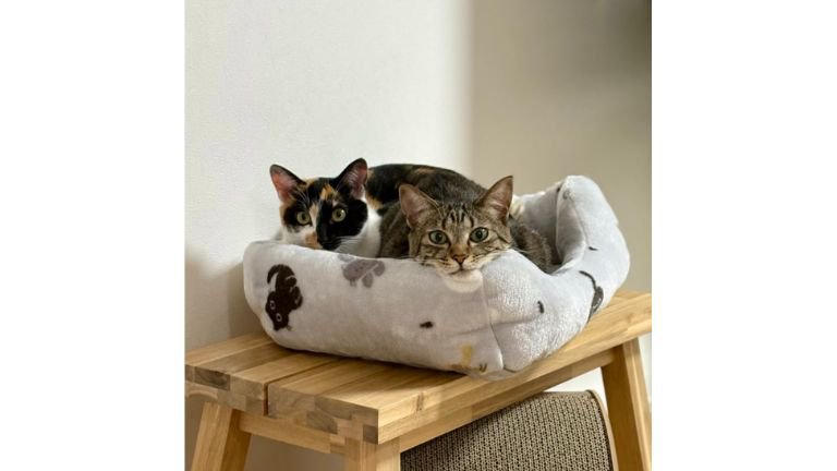 ベッドに入っている猫たち