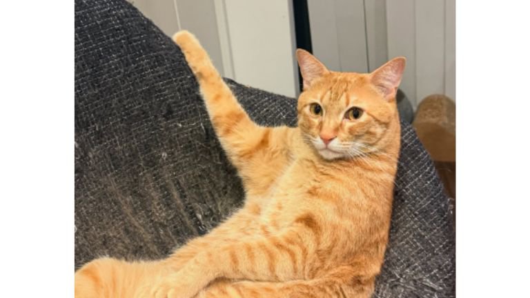 くつろいでいる猫