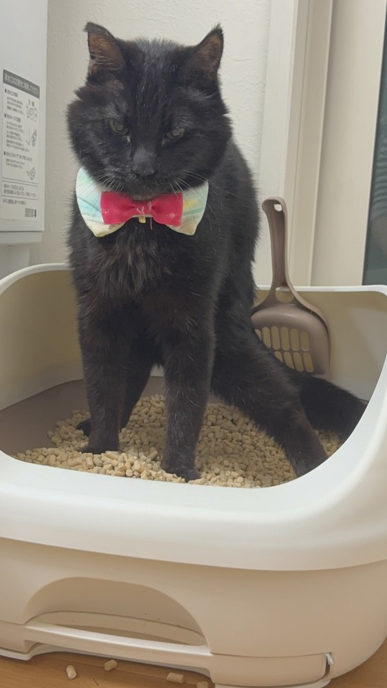 カッコいいポーズの猫