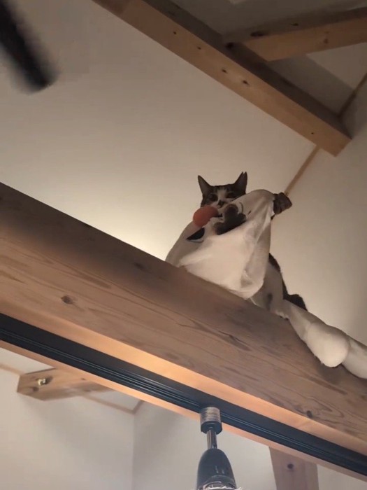 ぬいぐるみをくわえて梁の上に立つ猫