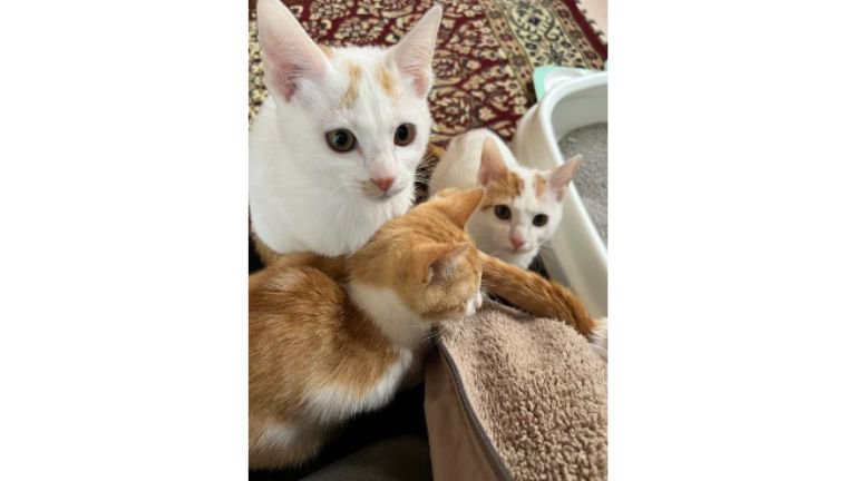 室内にいる猫たち